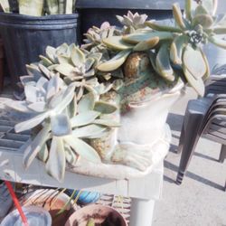Ceramic Frog Pot W/ Plant 