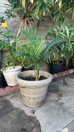 Palm plant