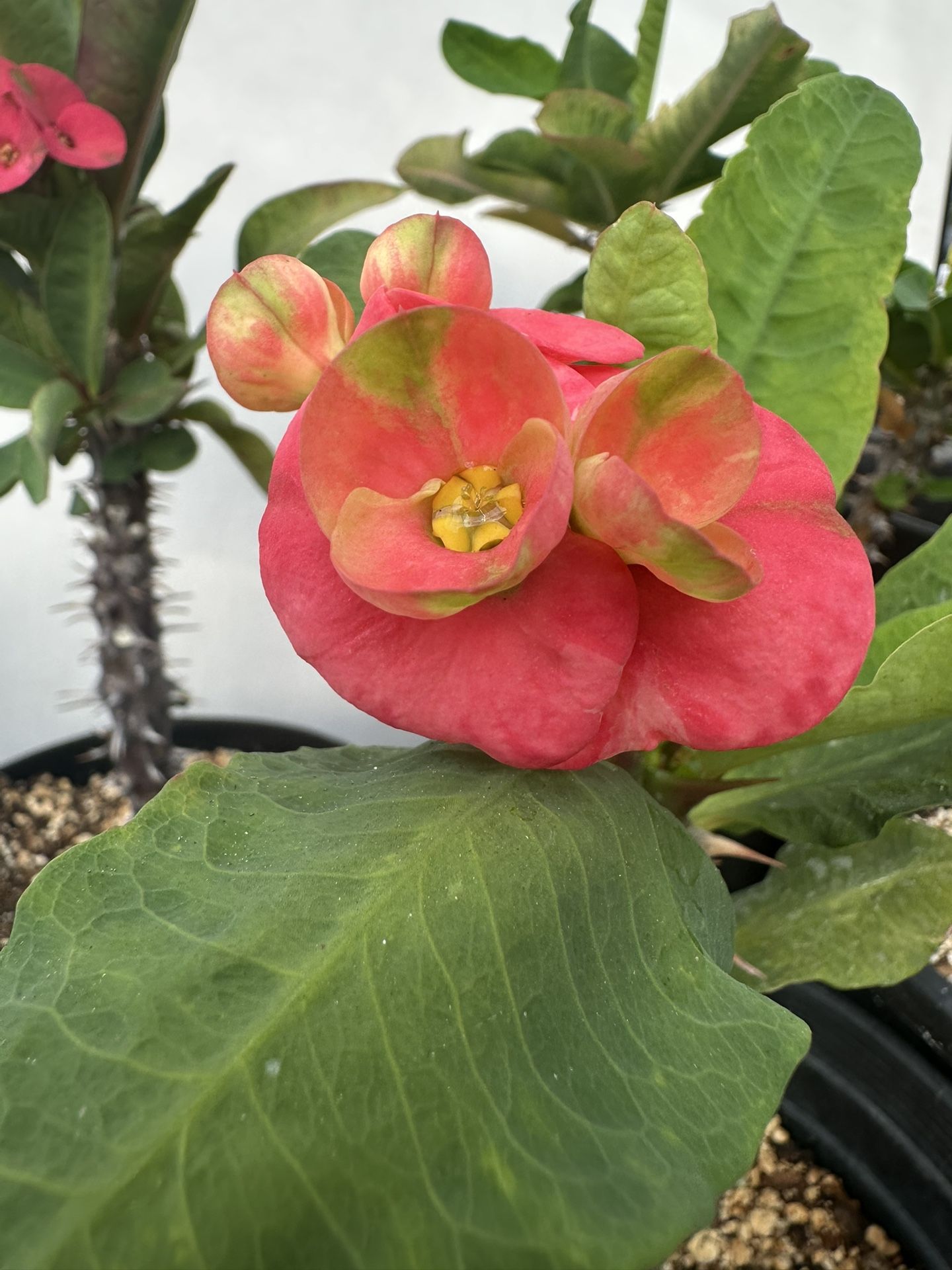 Corona De Cristo Flor Grande 