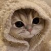 Kitkat