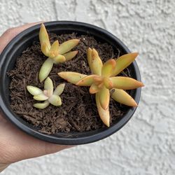 4 Inch Pot Succulent plant - Sedum Nussbaumeriarum - Coppertone sedum - Starter rooted ready to be planted. 