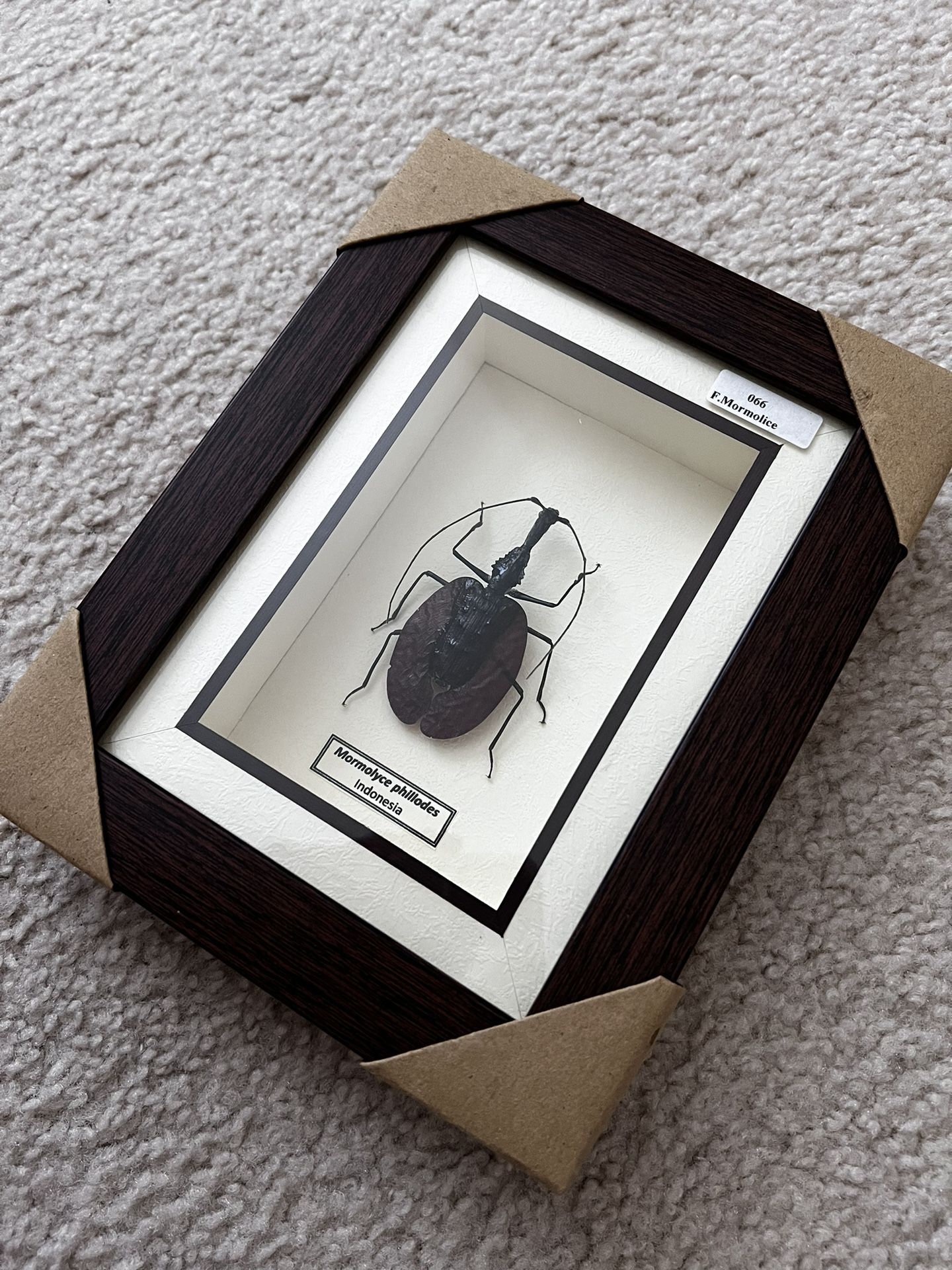 Violin Beetle Museum Quality Rare