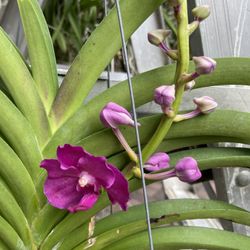 Blooming Orchid 