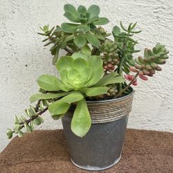Succulents Plant .