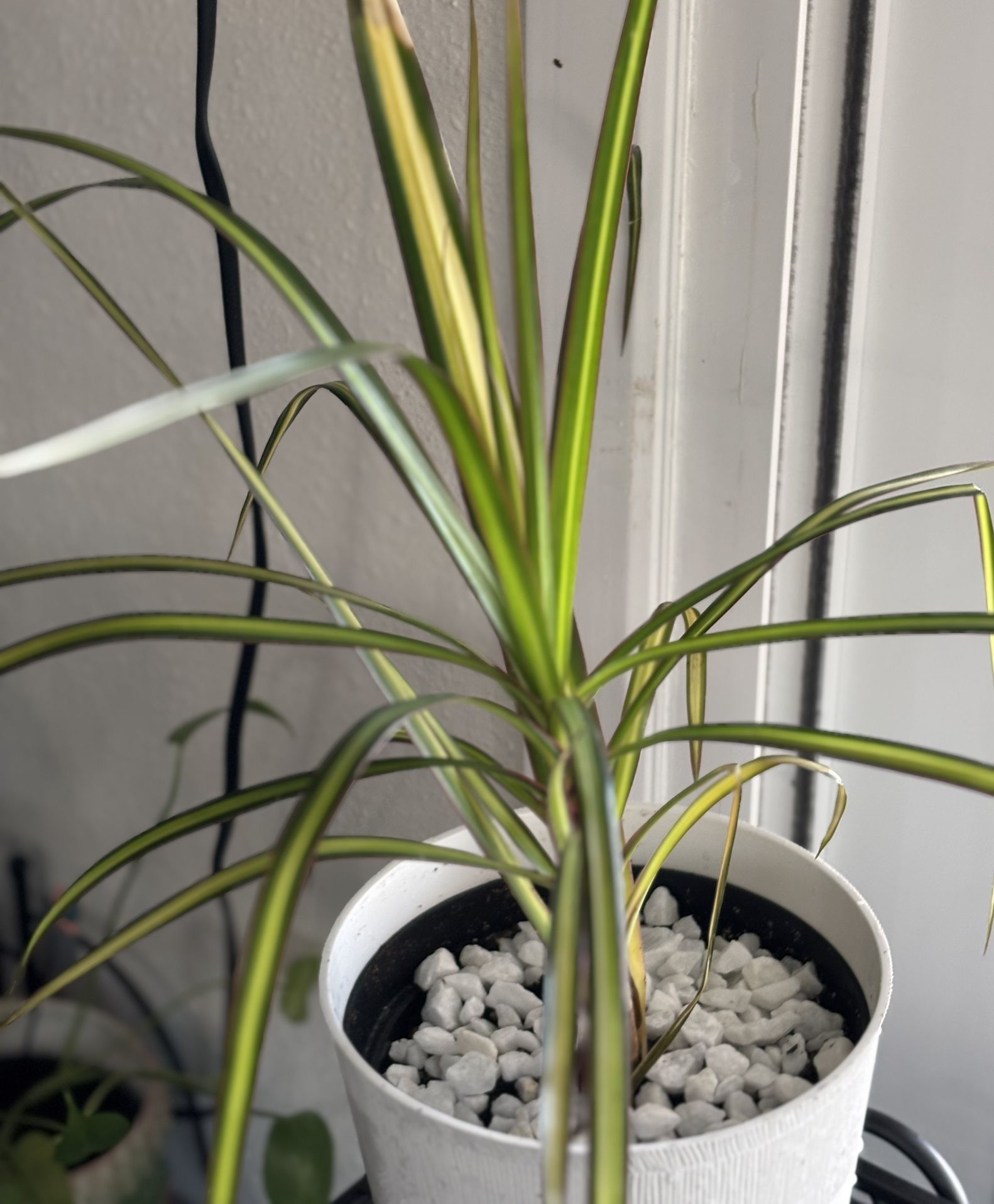 Dracena House Plant 