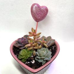 💝🛍️Cute Succulents In Heart-shaped Ceramic Pot 2"H.