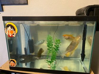 3 month old fish tank . Almost new