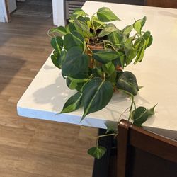 PLANT & TERACATE POT