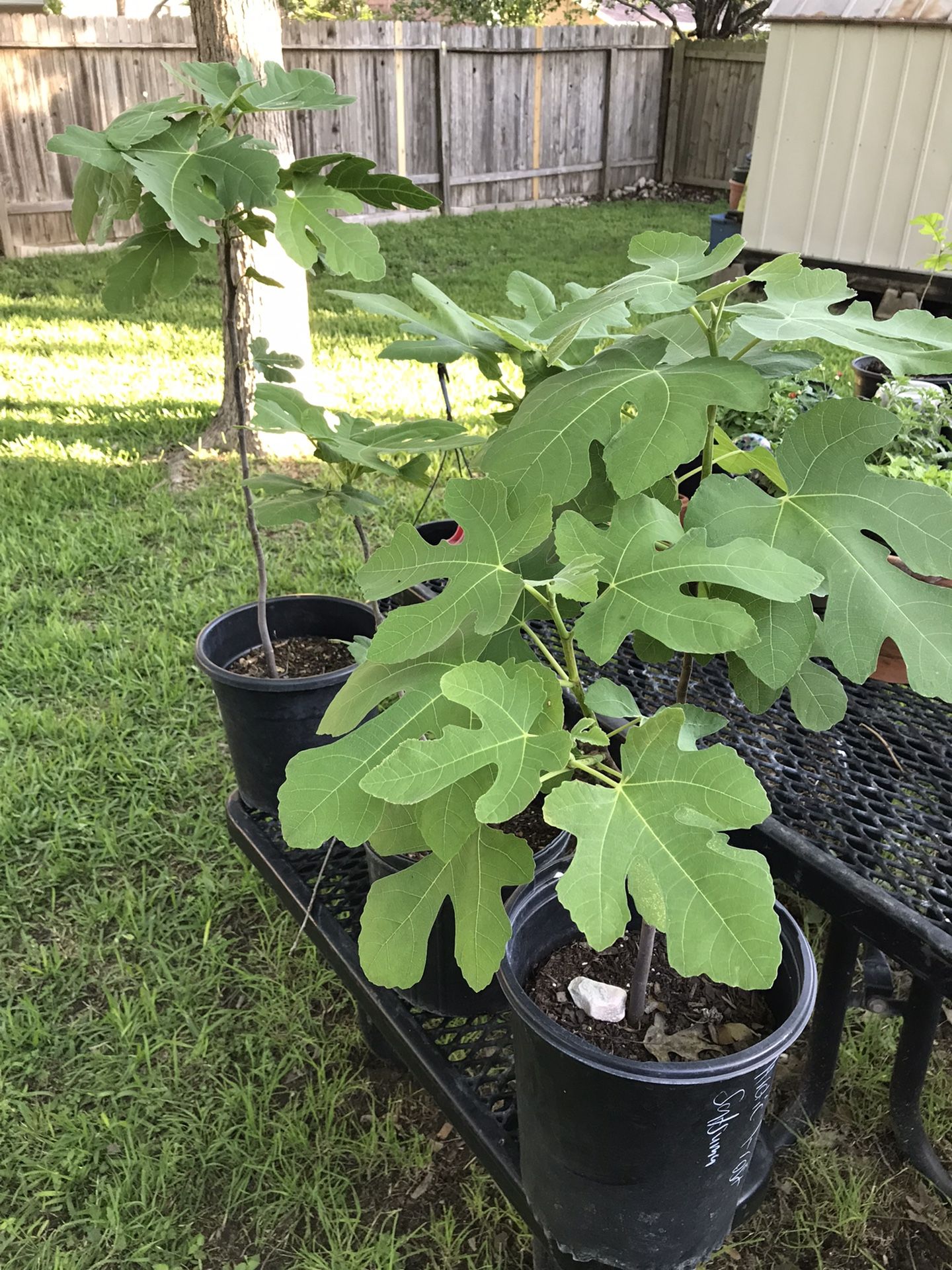 Chicago Hardy Fig Trees for Sale in San Antonio, TX OfferUp