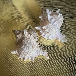 Pair Of Sparkly Sea Shells