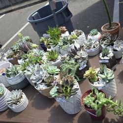 Succulents 