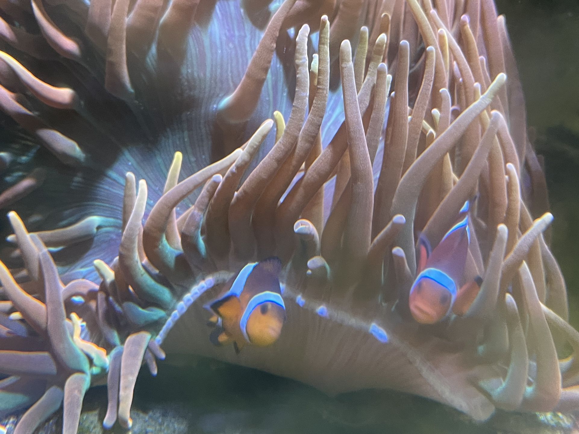 Colorado Sunburst Anemone - Saltwater Corals
