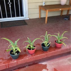 Aloe Vera Succulents (grown at Home Nursery) 