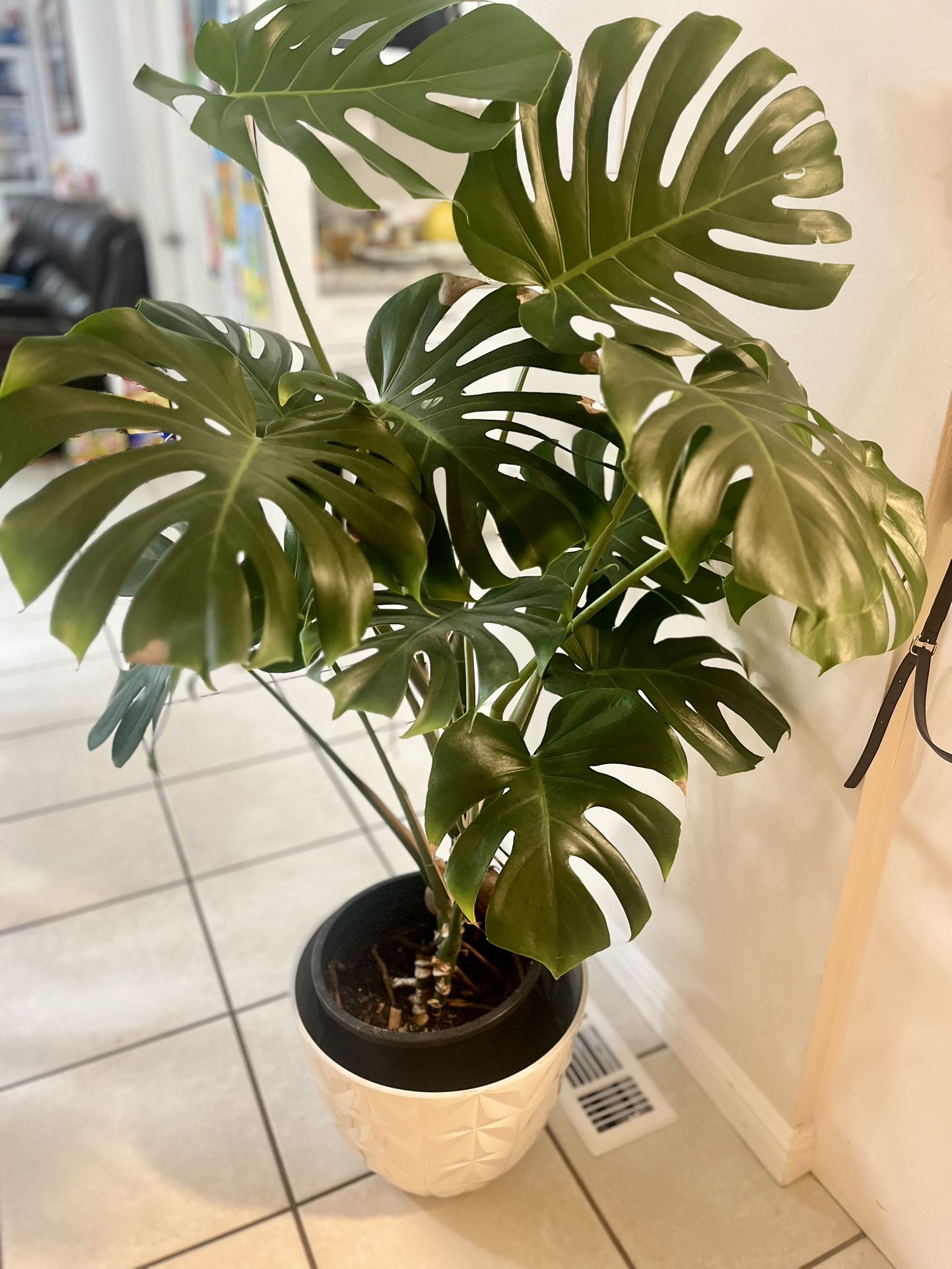 Monstera deliciosa