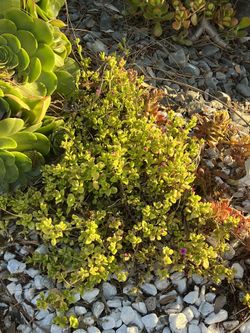 Gorgeous Succulents Lots Of Variety $1 Each Cuttings 