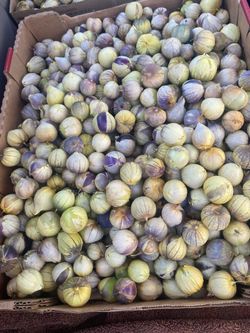 Tomatoillos for sale 1 dollar a lb