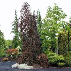 10-12ft Huge WEEPING PURPLE FOUNTAIN BEECH trees