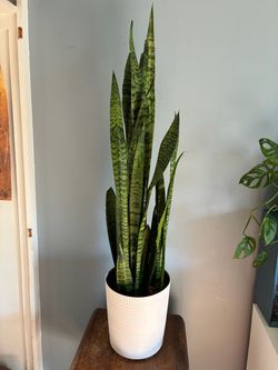 Large Snake Plant / Sansevieria with White Planter