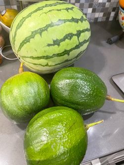 Huge Marcus Pumpkin Avocados