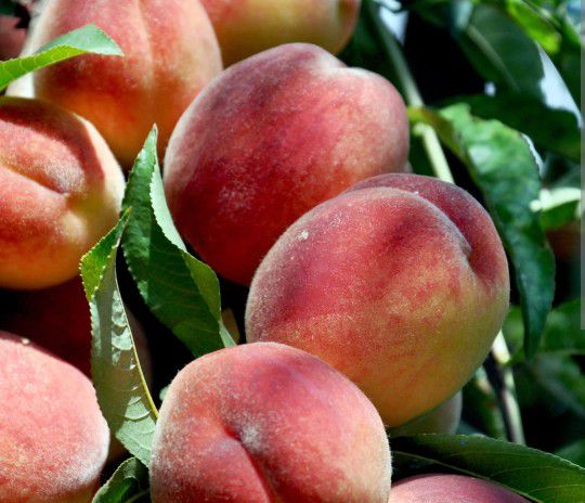 Fresh Peaches 