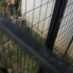 Im Selling The House For The Dogs