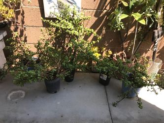 $5 Elephant ear jade plant