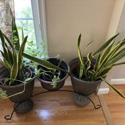 Snake Plants In Pair ( 15 Years Old)
