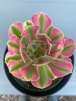 Aeonium Pink Witch