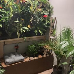 PLANT WALL PARADISE 