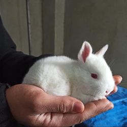 New Zea Land Rabbit