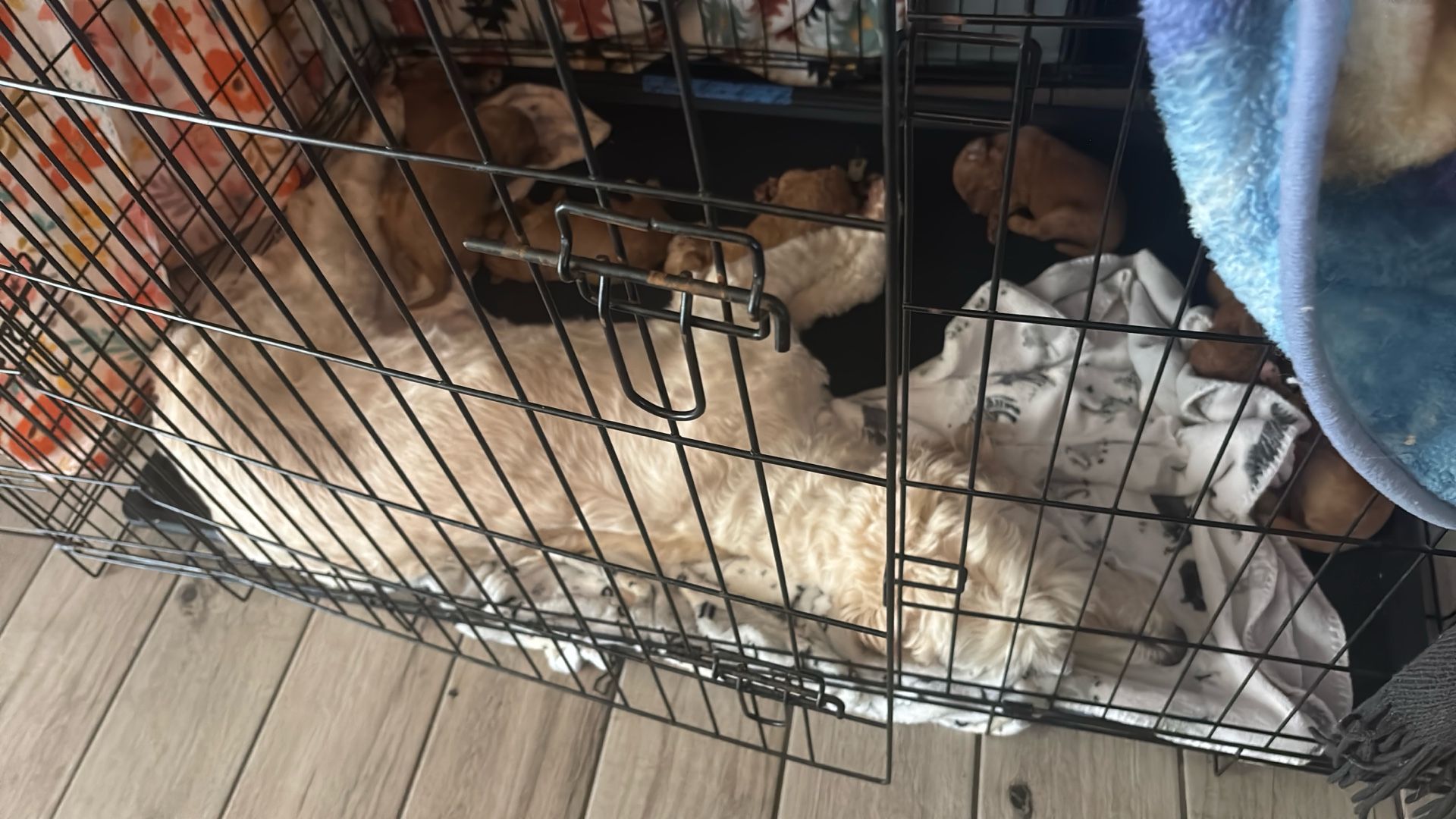 Goldendoodle Dog Crate
