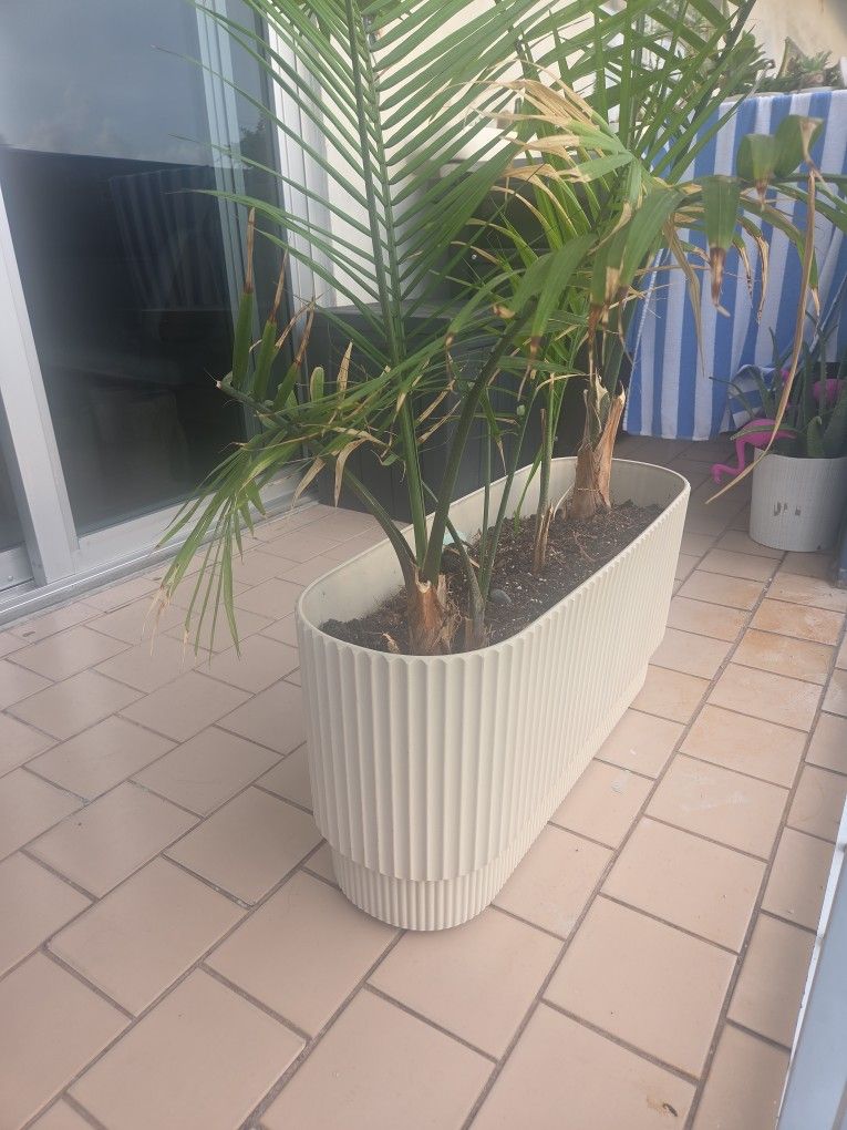 Plante 3 🌴 Palmas