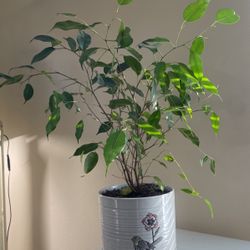 Indoor Ficus With Adorable Pot 