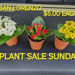 Plant Sale Sunday IN San Lorenzo. Starts At 1pm. 