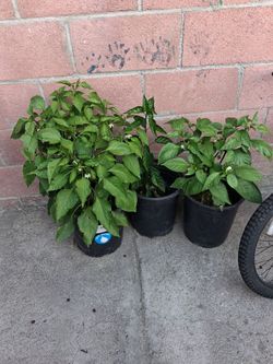 Plantas de Chile