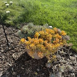 Free - Large Succulent/plant Pots. 