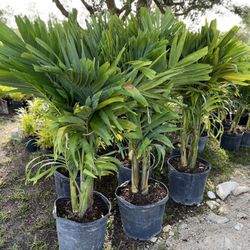 Christmas Palms (Adonidia Palms)