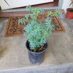 Small Ruda/Ruda Pequeña 