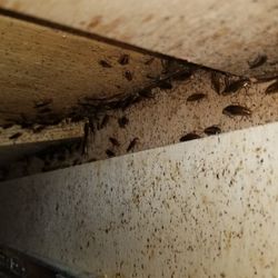 Exterminador de Cucarachas