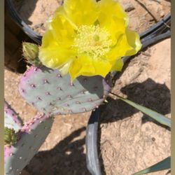 Purple Prickly Pear Cactus 1 Gallon Pot Live Plant Blooms Yellow Flowers