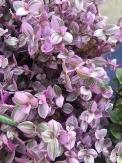 Tradescandia pink planther