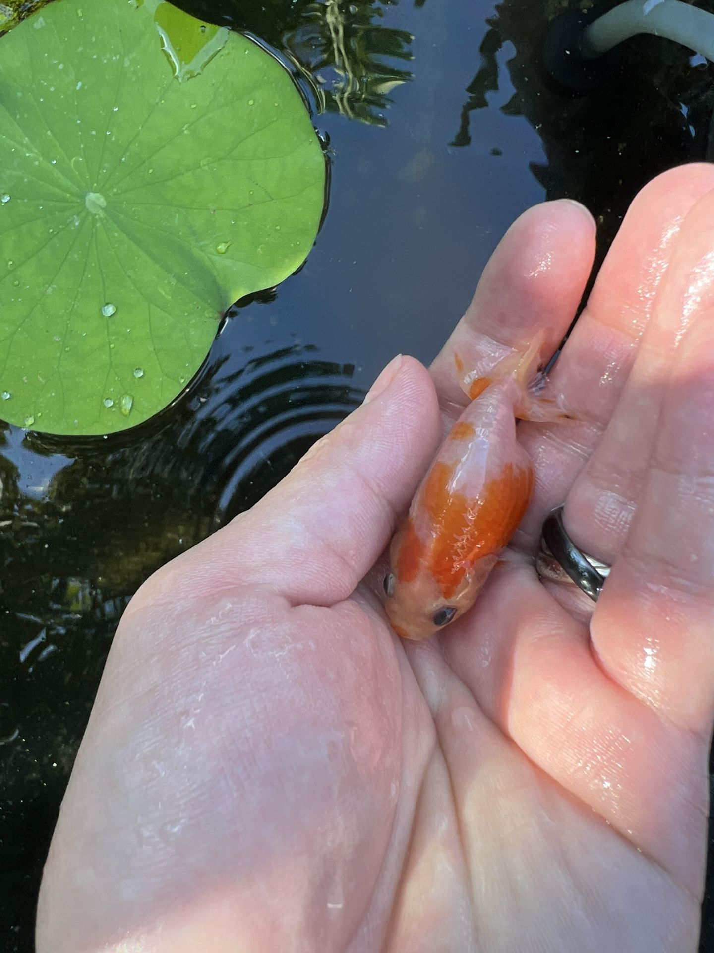 Ranchu Goldfish Baby
