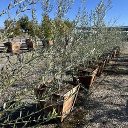Swan Hill Fruitless Olive Trees For Sale 