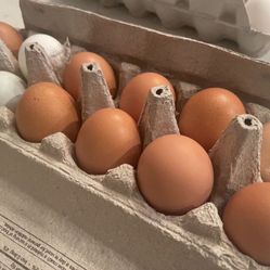 Farm Fresh Organic Eggs