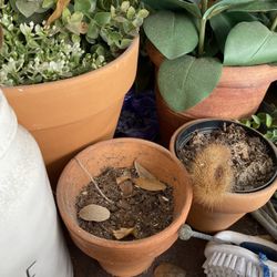 Terracota Plant Pots With Drainage Holes