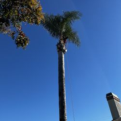 Service Garden