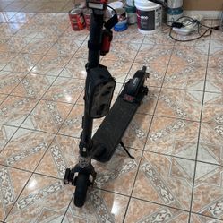 Scoter