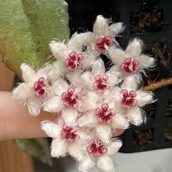 Hoya Caudata Sumatra 