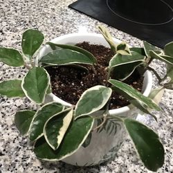 Plant