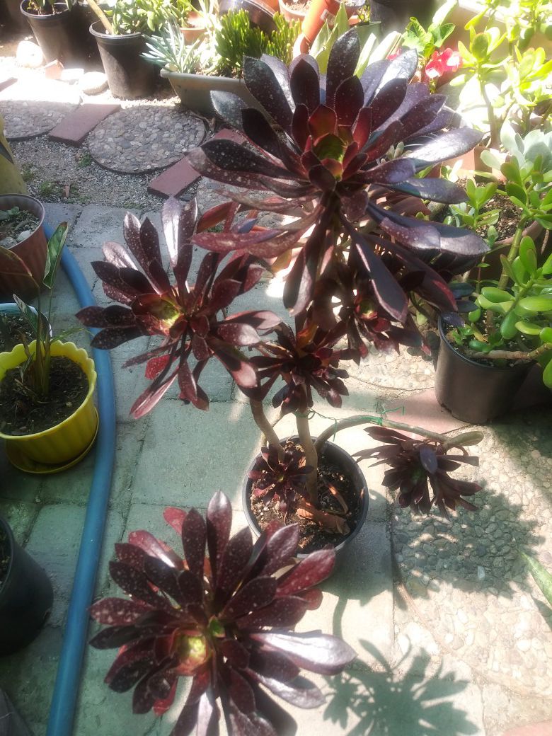Succulent plant / planta suculenta